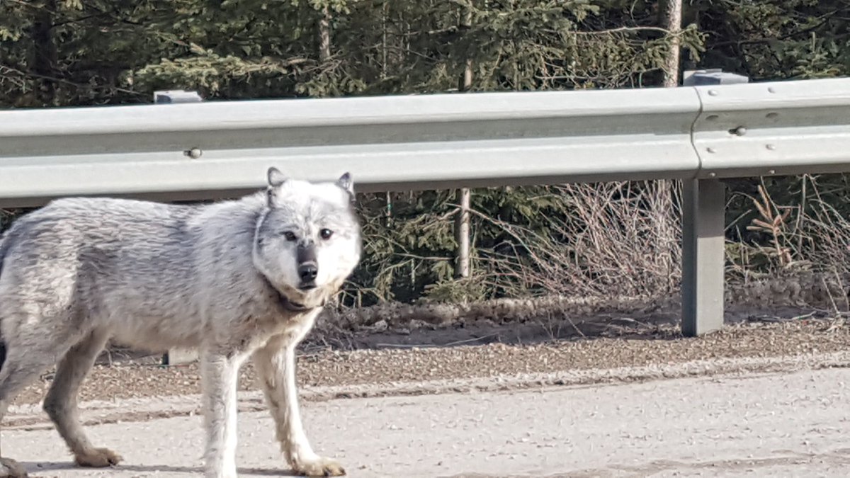 cnicolson's tweet photo. Appealing to #Jasper pet and animal community. This guy was roving on #Hwy16  1km west of Jasper National Park west gate at 10.30am MST https://t.co/WkH46h6dx9