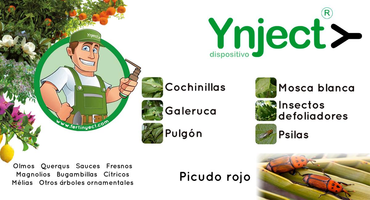 agrocorcordoba's tweet photo. ¡Ya están aquí! Las #plagas de #primavera comienzan a atacar a nuestros #árboles y #palmeras. Nuestro #jardinero os recuerda que podéis salvarlos y protegerlos con el dispositivo de #endoterapia, #Ynject, respetando el #MedioAmbiente #PicudoRojo #agrocor
https://t.co/eNfFanqQ8Q https://t.co/uBZq1HN3ZT