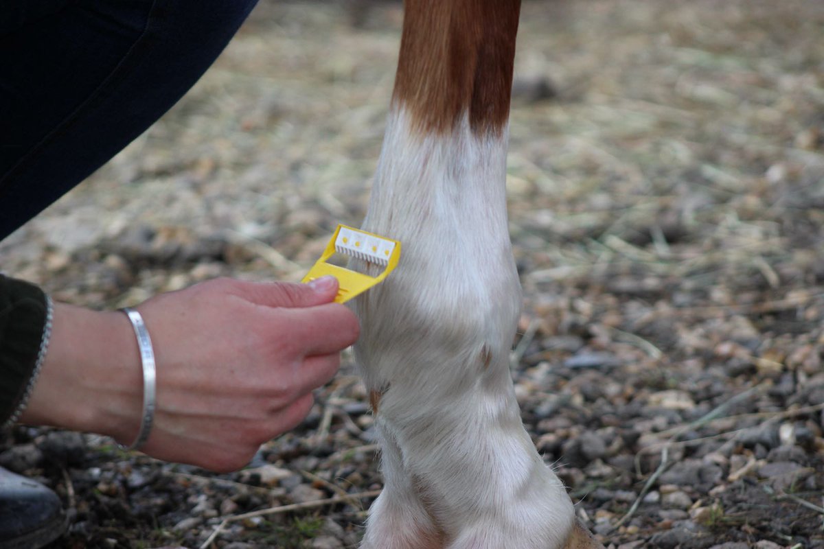 Clippersharp's tweet image. Perfect for a quick touch up, the Smart Grooming Equi Shave works brilliantly on legs as well as whiskers to safely remove unwanted stray hairs! 🌟🐎
#EquineHour #Ponyhour #smartgrooming