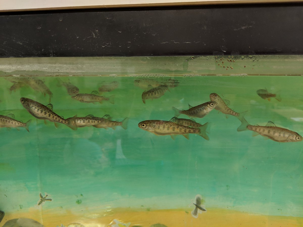 The trout grew a lot over break. Three weeks until release day. #cpspride