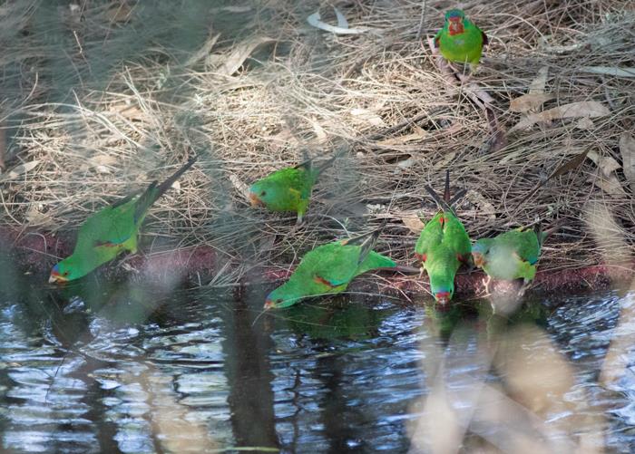 neophema99's tweet image. 50 #precious #SwiftParrots still at Latrobe Uni making everyone&apos;s day. When the din of the musk lorikeets and the ride-on mowers subside, you can hear their sweet, warbling, tinkling calls. Fed on lerp, drank in rivulet &amp;amp; chased by noisy miners. These pics about a million ISO