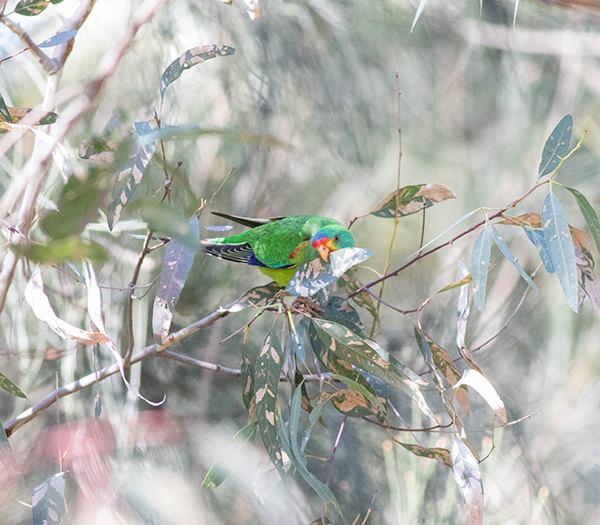 neophema99's tweet image. 50 #precious #SwiftParrots still at Latrobe Uni making everyone&apos;s day. When the din of the musk lorikeets and the ride-on mowers subside, you can hear their sweet, warbling, tinkling calls. Fed on lerp, drank in rivulet &amp;amp; chased by noisy miners. These pics about a million ISO