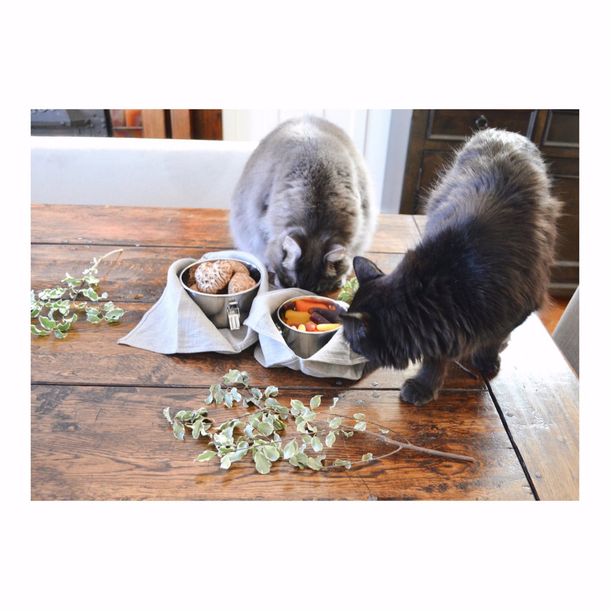 mybukuro's tweet photo. I turn my back for one second ...

#CatsOfTwitter #catwhy #reusablebags #plasticbagban #choosetoreuse #simpleswaps #zerowastelifestyle #localhandmade #mybukuro #supportlocal #madeinvancouver #itsinthedetails #consumedifferently #saynotoplastic  #onyxstainlesssteel @preview.app https://t.co/1sV7xR3jJD