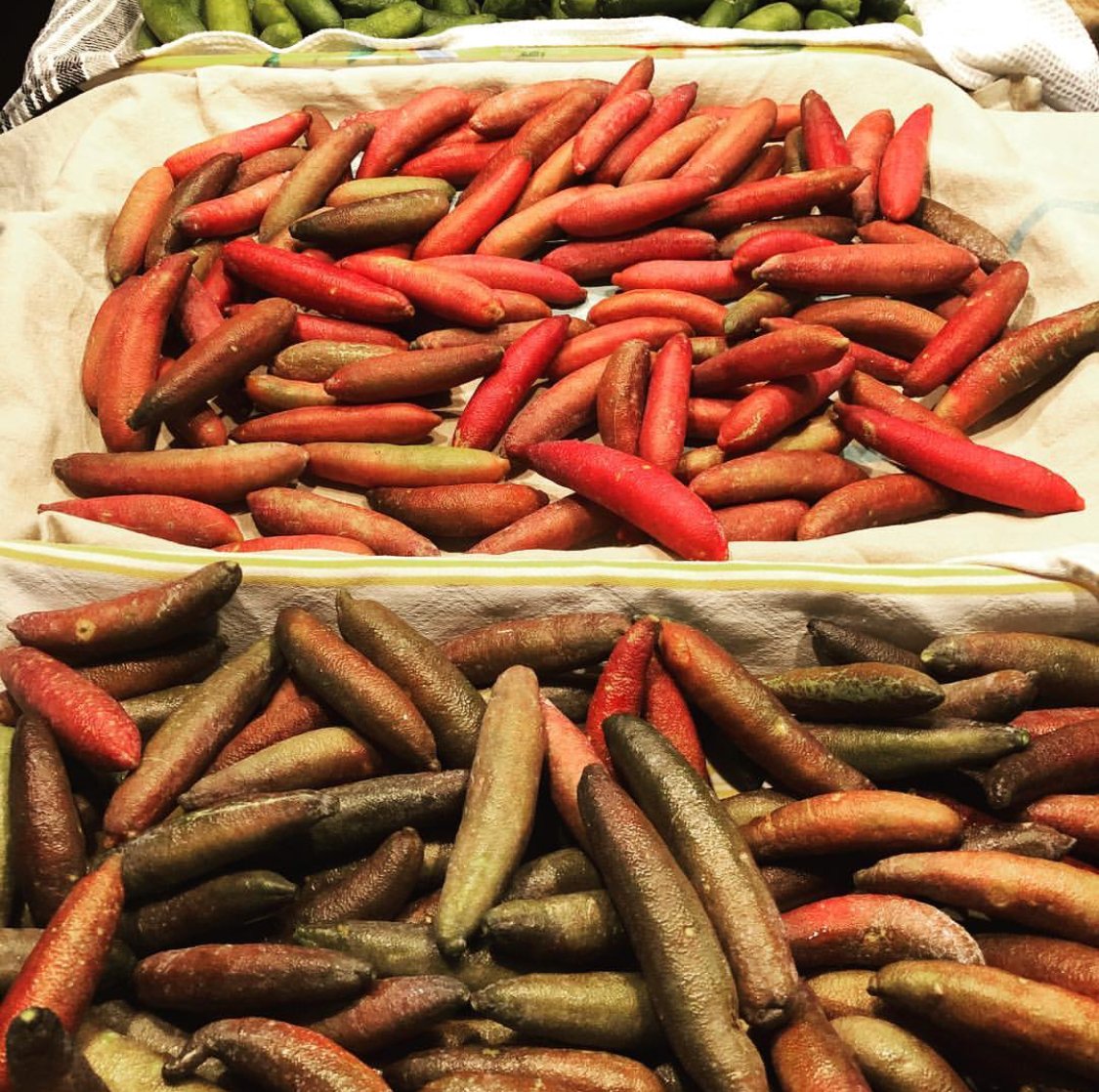 Tiliaris's tweet photo. Some brand new fingerlimes ready for shipping! #fingerlime #lovedalelimes (photo: @mrssinny) https://t.co/8usIuDJZjm
