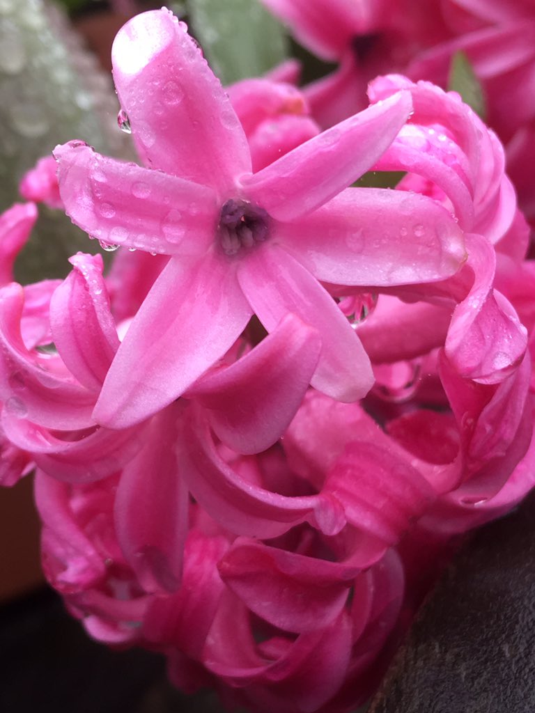 Angela Williams 🌈💙🥾⛅️🦉🕸🌳🏳️‍🌈🇺🇦 tweet media