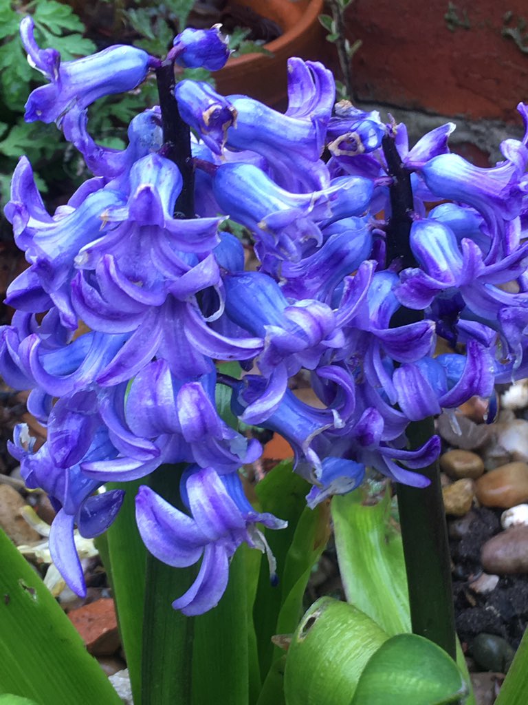 Angela Williams 🌈💙🥾⛅️🦉🕸🌳🏳️‍🌈🇺🇦 tweet media