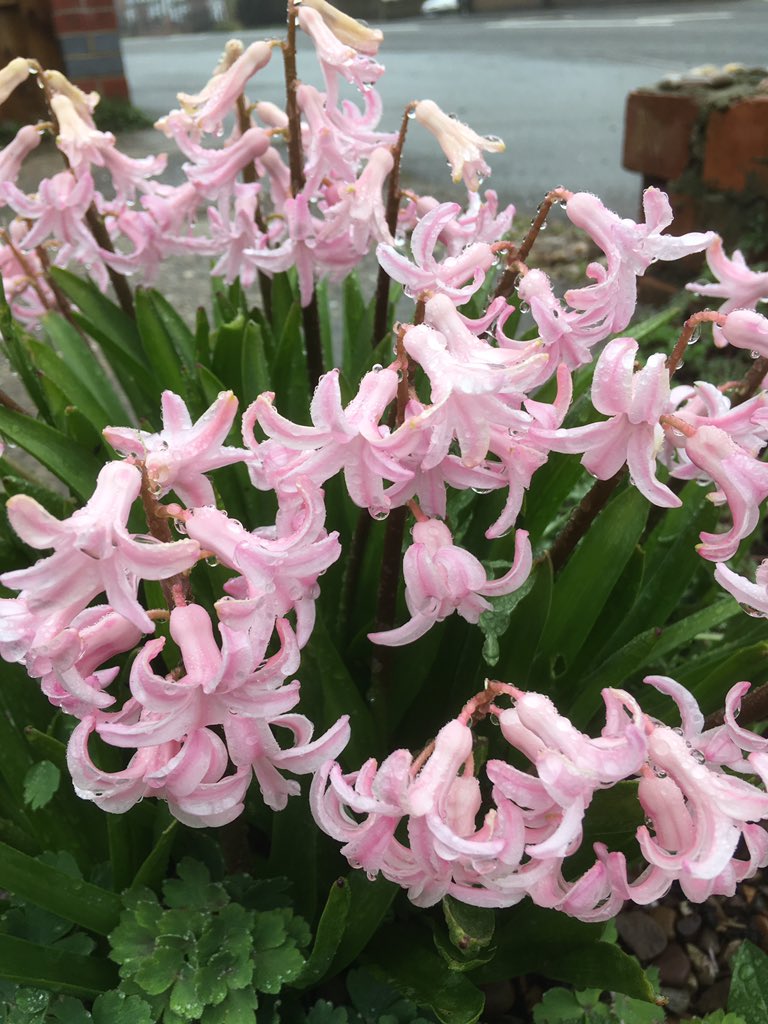 Angela Williams 🌈💙🥾⛅️🦉🕸🌳🏳️‍🌈🇺🇦 tweet media