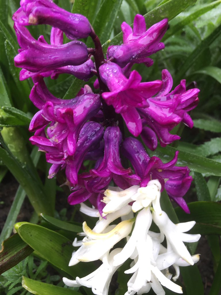 Angela Williams 🌈💙🥾⛅️🦉🕸🌳🏳️‍🌈🇺🇦 tweet media