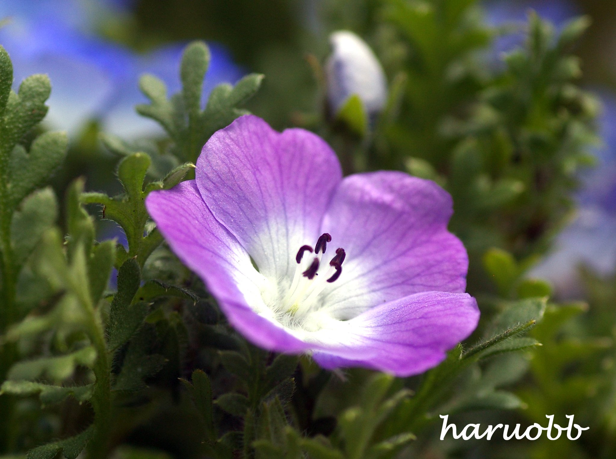 Haruobb Photos 珍しい色 ネモフィラ 紫 青いネモフィラの中に紫色の花があったので撮ってみました 写真 Photo 写真好きな人と繋がりたい 写真で伝えたい私の世界 写真撮ってる人と繋がりたい ファインダー越しの