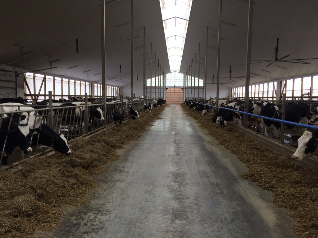 georgebrowne123's tweet photo. Fab first day of farm visits yesterday on the #Canada2018 study tour yesterday! Visits included Heritage Hills Farm, Delholme Farms, Darcroft Farms, Claynook Farms and finally Wallnut Lawn Farm! 🐄🇨🇦🐄 #rhstudentlife @RHC_Agriculture @UCReaseheath @Semex @SemexUK https://t.co/dmf9oqSJjZ