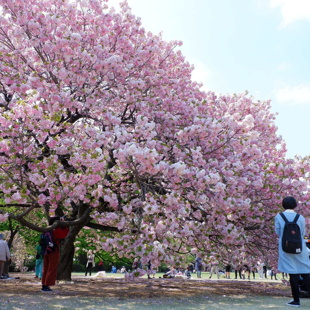 chocodan5's tweet photo. 今日は遅咲きの桜を見に行きました🌸ちょうど満開で本当に綺麗だった😍
#新宿御苑 https://t.co/7YSbU3Q3H9