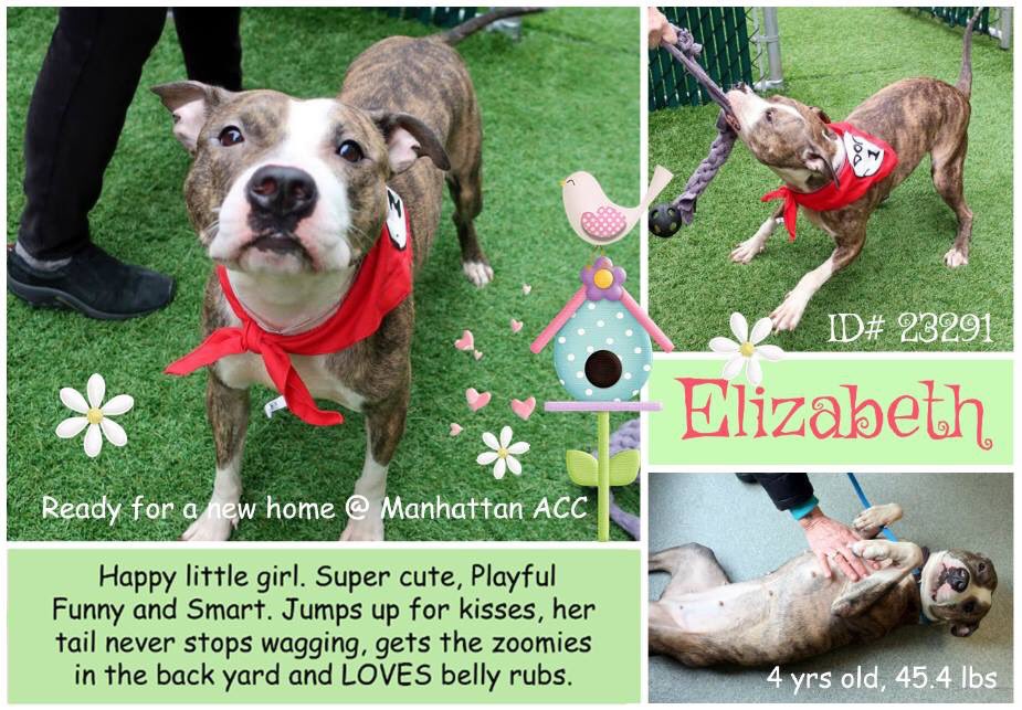 nasrene41's tweet photo. BRINDLE BEAUTY #ELIZABETH BEGGING FOR HER LIFE! HER LAST CHANCE! PLEASE HELP!!
#RESCUEDOGS #FOREVERHOME  #FOSTER #ADOPT #BRINDLE #SAVEALIFE  #EndBSL #RescueIsTheWayToGo  #HumaneNY #SaveELIZABETH
https://t.co/h4oAJRlCap https://t.co/zyw3zPPnYM