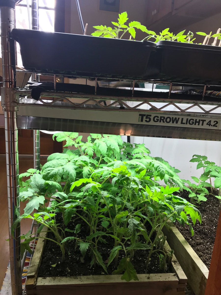 timrsnider's tweet image. Despite starting tomato seeds 2 weeks later than last year they’re ready to plant now.  Too bad the weather isn’t ready.  #Tomatoes #springproblems #gardening #gardening #gardeningproblems