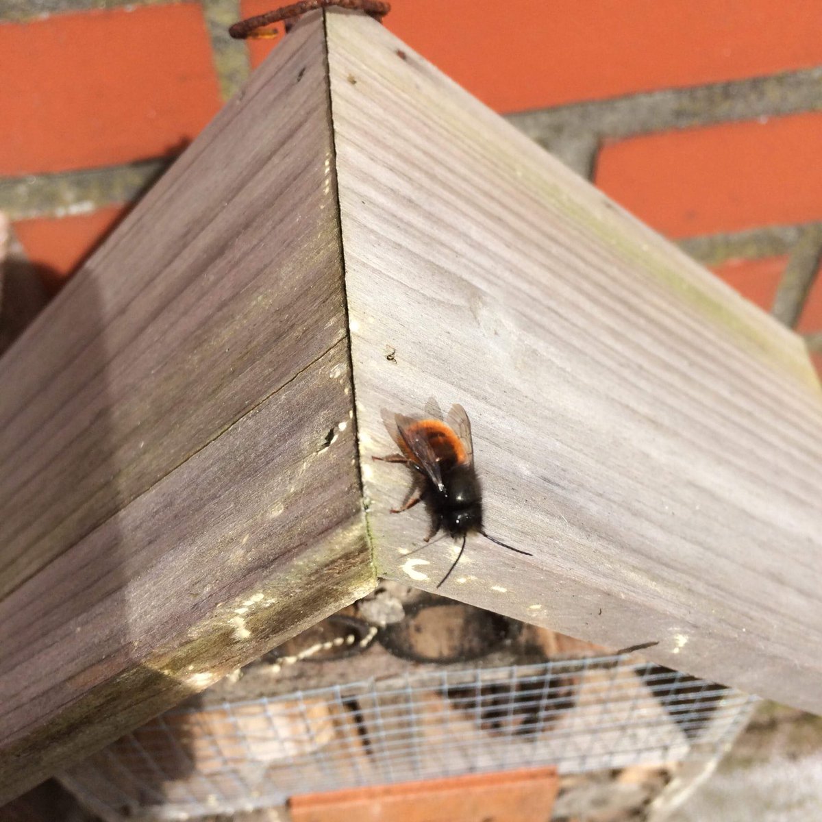 Witty_warlock's tweet photo. @ShinyWoobat I just got some cute bee tenants in my insect hotel! 💕 https://t.co/Z0dR9GDZTH