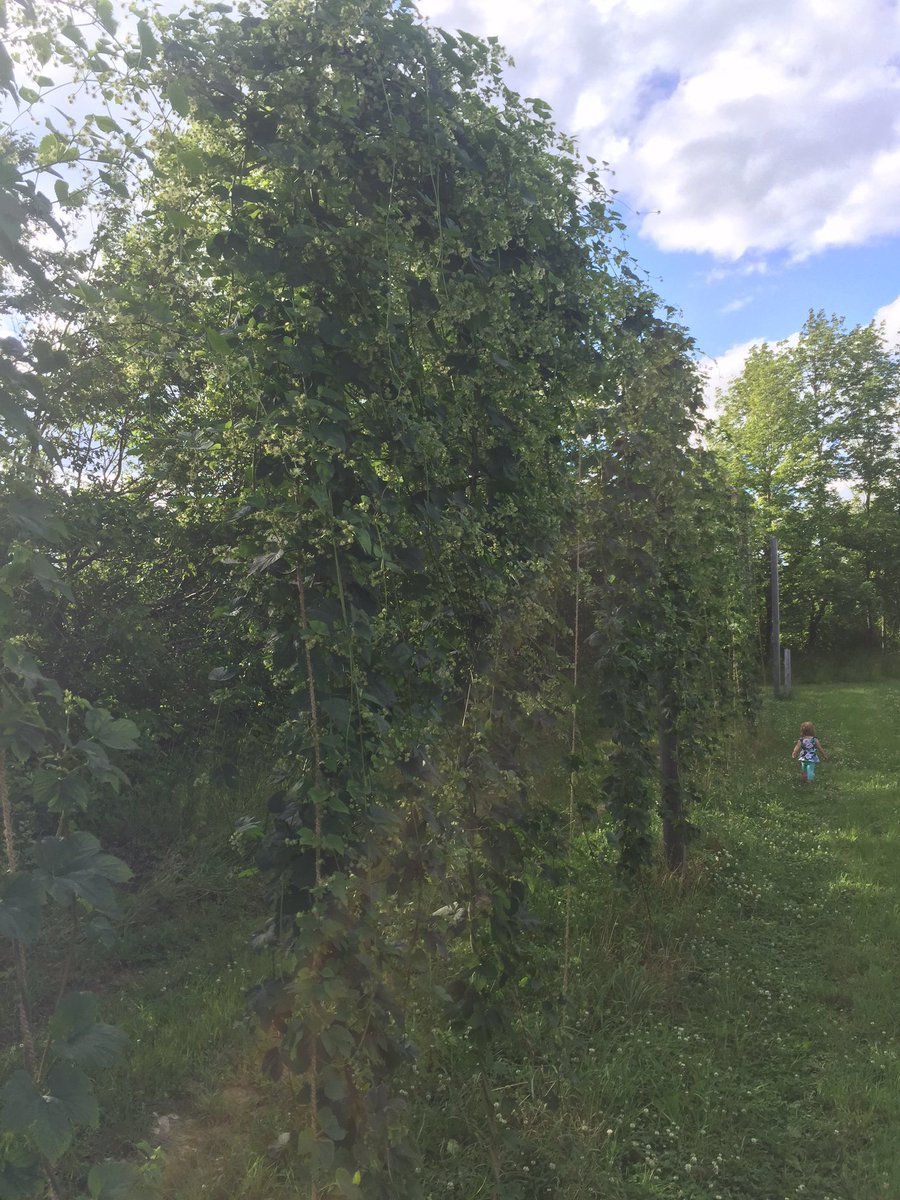 Lakeview Hops Ltd. (@lakeviewhops) on Twitter photo 