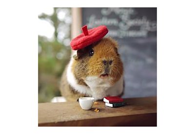 ThePetsDialogue's tweet photo. Did you know your guinea pig was trying to tell you something? Here's what they are trying to say: https://t.co/vR2yUHNkvu 

#guineapig #petsofinstagram #PetsAreFamily #Singapore #AnimalCrossing #animalsaustralia #animallovers #AnimalKingdom #animallover #animaloftheday https://t.co/LMYWXc8izo