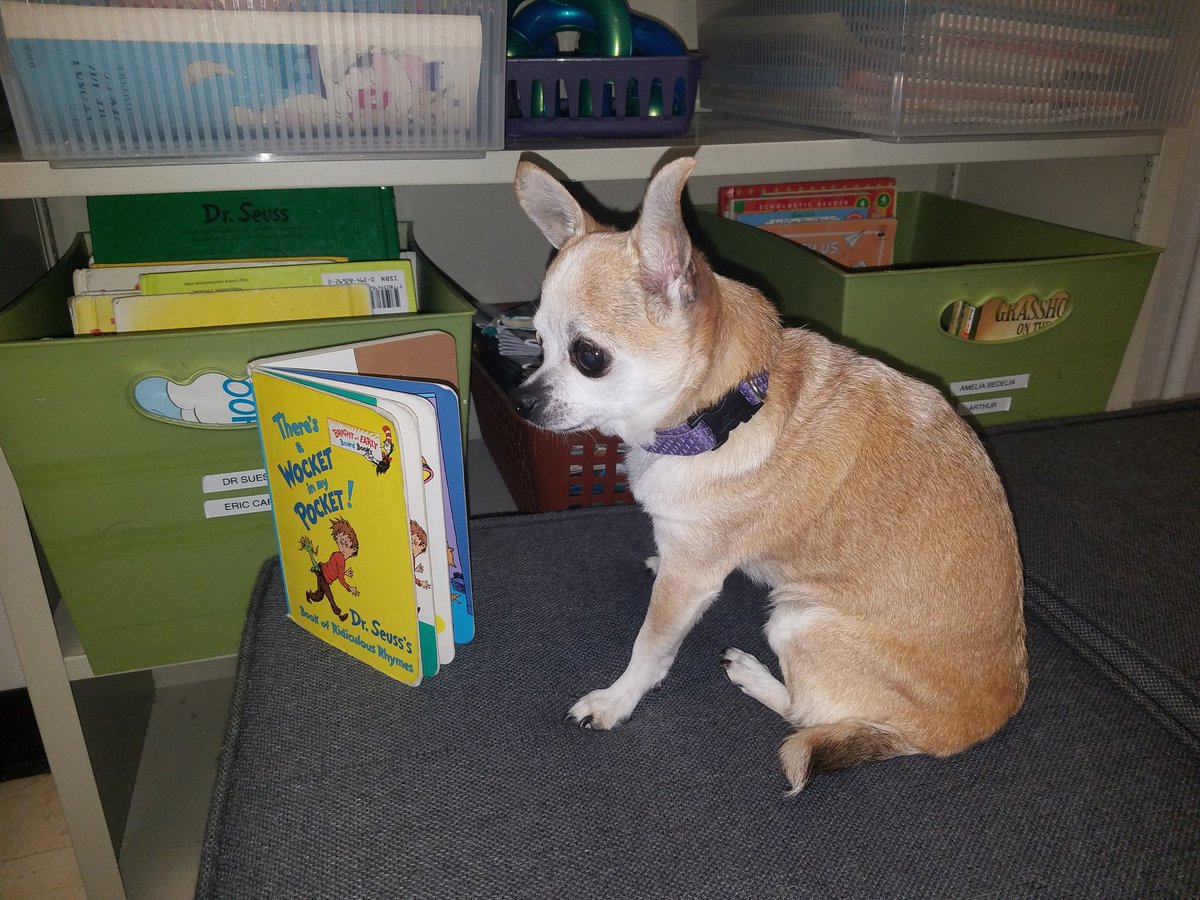 CFESMsLove's tweet photo. We learned how take care of pets today from the #VBSPCA. This little visitor, Daisy, loved the comfy reading corner. 🐾 💖🐶 https://t.co/mzGTN7pgm7