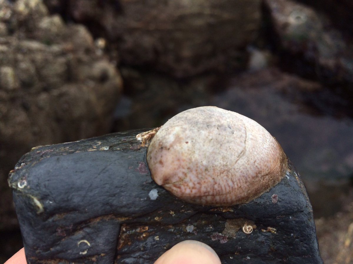 CapturingRCoast's tweet photo. Want to see more details on what our CoCoast volunteers found during #InvasivesWeek last month and how you can help search for #MarineInvaders around the UK coast for #citizenscience? See our newest blog!
https://t.co/kaGn8xNN2K #citsci https://t.co/uXQe3um4HF