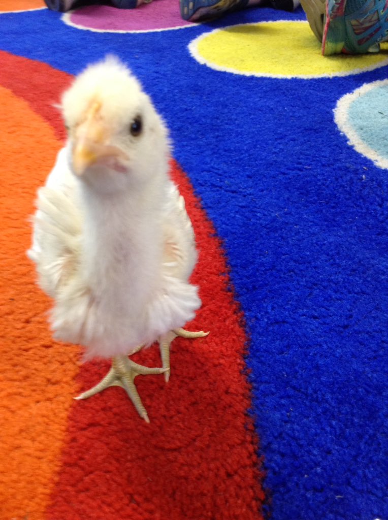 MBentley60's tweet photo. Adventures of Billy the chick, a new home and a visitor https://t.co/mkYQgESCeV