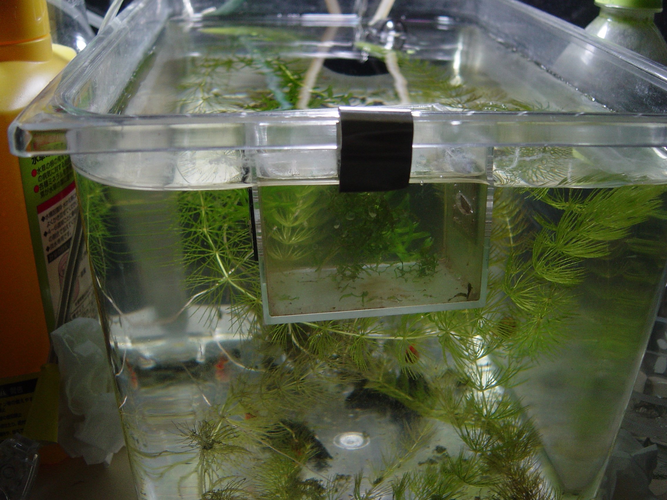 Marsh 本水槽の隔離ケース内のオケフェノキー稚魚 のお引越し サテライトには計算上100匹以上入っていて さすがにこれ以上増やす訳にはいかないのでガラガラな30cmプラケに移すことにしました この 自作隔離ケースは持ち上げると側面の穴から水が出て