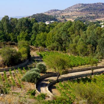 evoinos's tweet photo. διαγωνισμος διαφορετικοτητας - Vineyards for unique winemaking #microbiome #cyprusvines https://t.co/UfmtsJRrZu #biodiversity @ezousawines @CyprusWines https://t.co/pl564Nddzw