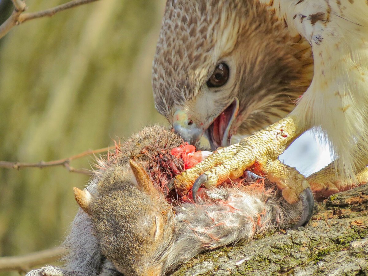 Johnny on Twitter: "Sometimes nature is brutal 😬😢 #redtailedhawk #birds #birding #NationalGeographic #canonphotography #canon #nature #canonphotochallenge https://t.co/EGr7hNFqPw" / Twitter