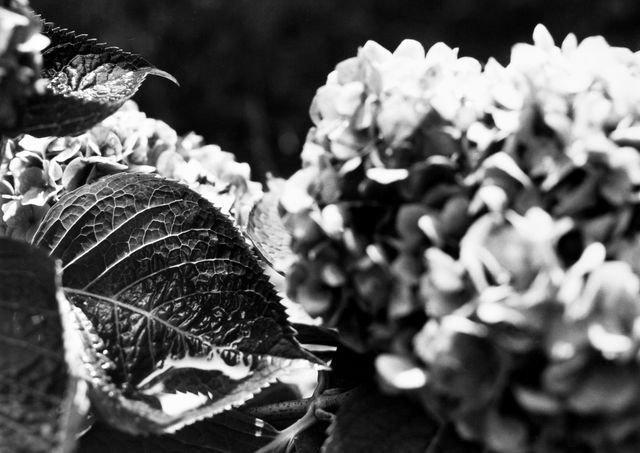 SCDesignStudios's tweet image. &quot;Hydrangea&quot; - A glimpse of spring. buff.ly/2GMQnPt via @EyeEm #BWPhoto #OriginalArt #Garden #FlowerArt