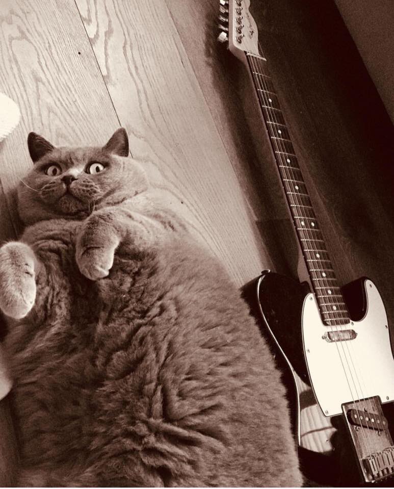 Tuesday, get away! Come back Friday. Thx @georgecharltonv @fender #fender #fenderpets #kitty #tuesday #waitingfortheweekend #loverboy #weightloss #transformationtuesday #tbt #catsonamps #howdareyou #fbi #whatsnext #kitty #cat #blues #telecaster #telecastertuesday