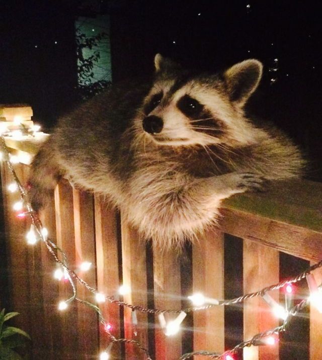 Image result for raccoon adulting