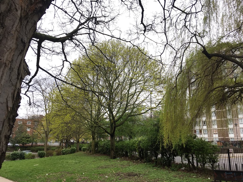 RobinHawkes1's tweet photo. Spring in the grounds of @save_britannia . Over 60 mature trees, some here for 30 years+, to be swept away as part of @hackneycouncil massive overdevelopment of site. @shoreditchpark https://t.co/XsQj5Cwe0f