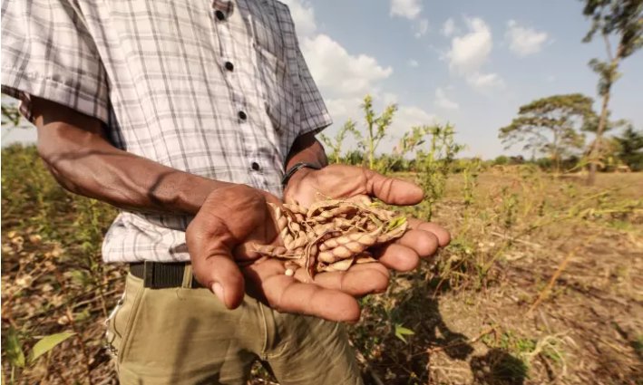 Across Eastern and Southern #Africa, over 235,000 farming households are improving the health of their #soils and boosting their #climateresilience by adopting #conservationagriculture techniques. Find out more here: bit.ly/2HfS4Iu #SIMLESA <a href="/ACIARAustralia/">ACIAR</a> #maize #beans