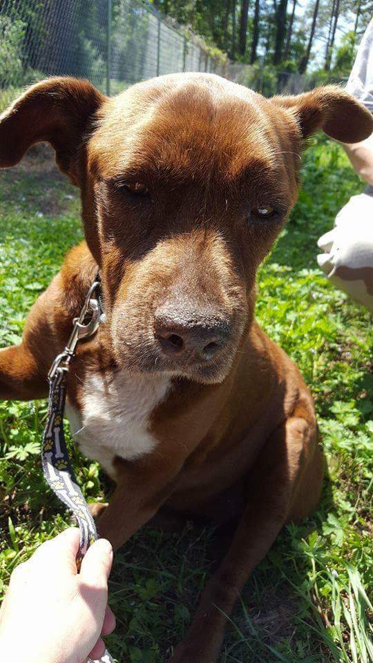 ColleenOwens4's tweet photo. #GA #QUITMAN
🆘 MEDICAL EMERGENCY 💔 CHRISTINE appears to have advanced HW - breathing is labored - exhausted after very short walks 😥 don't let her die in the shelter 🙏 #pledge #rescue both local and out of state - help her live - needs vet NOW 🆘 https://t.co/s7lLgNZAcY https://t.co/IRlWFWF1cP