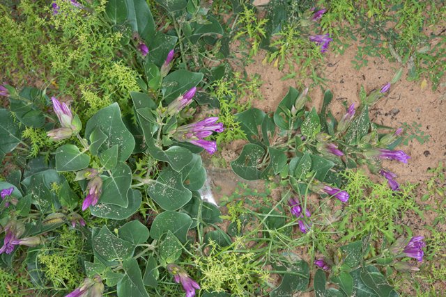 TX Gulf Coast Master Naturalist tweet media