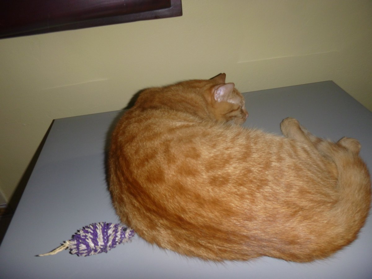 Feluchinski's tweet photo. Old pictures of me I dug up. If you want more, check out the #OldPicsOfMe 😺🙀😽😻 Ain't I #adorable ?  #AbortoLegalYa #BuenMartes #NationalSiblingsDay #LifeCouldBeEasierIf #TuesdayThoughts #myautobiographybegins #apras #TravelTuesday #LBF18 #CatsOfTwitter #Caturday #Cathy #Cat https://t.co/OPKH4e9h50