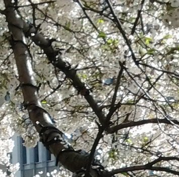 readsheffield's tweet photo. Well, it's 15.34 and I realise I've not yet typed the hashtags #SaveSheffTrees, #TheWorldIsWatching and #NoMoreFelling today. I do apologise. Here they are now. Pl. RT. https://t.co/LzEWZk3h4u
