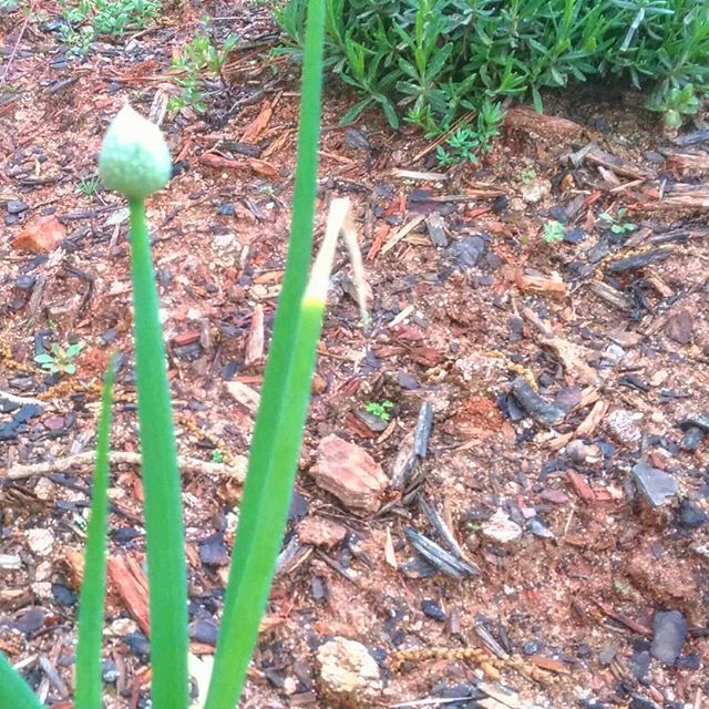 _Slainte_'s tweet photo. It looks like an alien egg but it's really just the seed pod on a green onion. I always wondered where green onion seeds came from.
.
.
.
#gardensnotlawns #growyourfood #nature #whatisthat #alien #overdrinks #foodieblogger #sunrise2sunset https://t.co/ahXHBJf2Zo https://t.co/PyTsZesi06