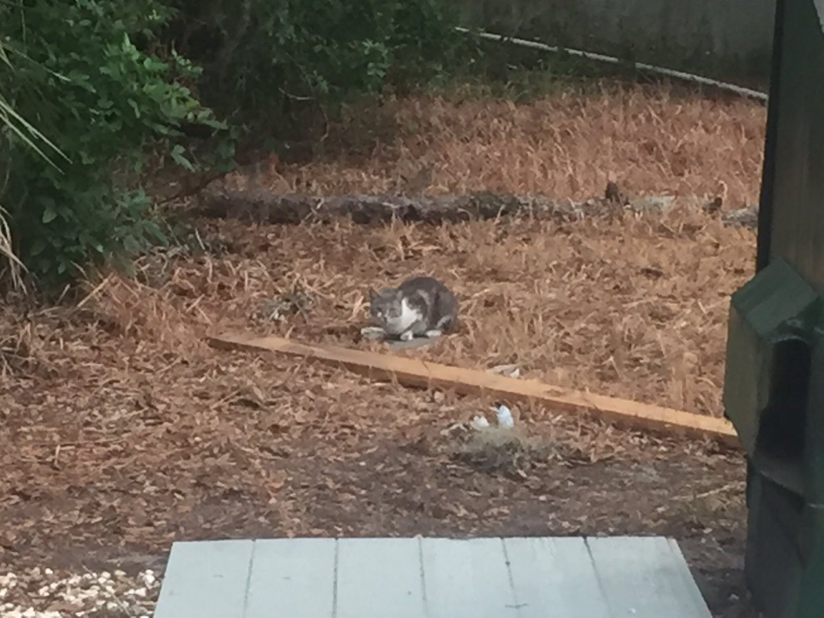 SkittlesFriends's tweet photo. Skittles: There were two new Cats that showed up at the Big Guy's Satellite Work Campus this morning for breakfast, So he put some extra food down for them, he will need more plates 😺😹😺
#FeralTuesday #CommunityCats 
@alleycatallies @FeralCatHelpers @StrayLiotta @bestfriends https://t.co/u6dkI7s3Al