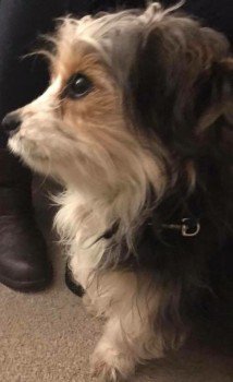 DoglostCj's tweet photo. 2 JRT's -Police treating as  stolen as finder did not report as required by law -  then gave to another person. 20/03/18 Banks village, West Lancs PR9
 CRN SB1801673 #Lancs police
https://t.co/pAUpeN0A9U
https://t.co/IaLogPyzJs
ANY DETAILS PHONE DOGLOST OR LANCS. POLICE ON 101 https://t.co/HFNl7Rg7pJ