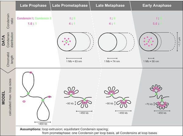 Walther et al systematically fluorescently tag endogenous Condensin subunits and map their abundance, physical spacing, and mitotic dynamics, proposing a three-step hierarchical loop model of mitotic chromosome compaction @EllenbergLab <a href="/JuliusHossain/">M. Julius Hossain</a> jcb.rupress.org/content/early/…