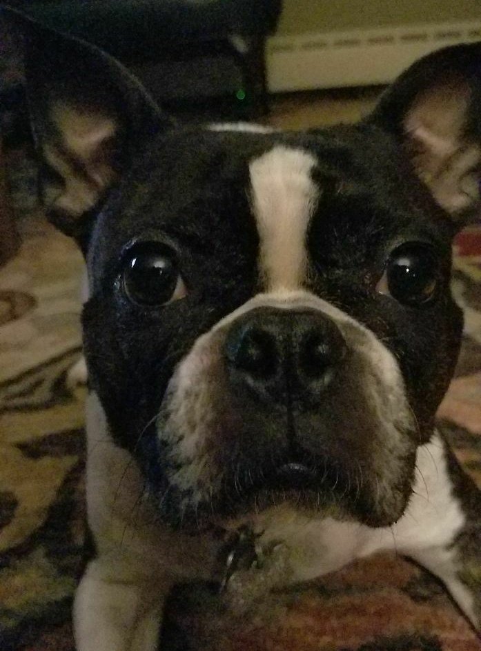 jessicalewis89's tweet photo. In case it was not clear before, I never don't want to see pictures of your dog

It is always a good time and I will never be unhappy if you send me a pic of your dog saying hi

I will never be like "No, thank you, I don't want your dog pics right now"

Thank you

#Survivor #RHAP https://t.co/NClZbNaRNN