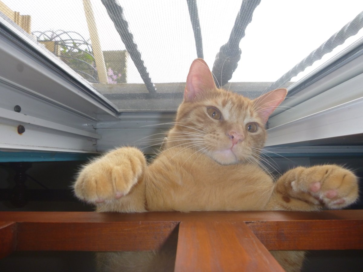 Feluchinski's tweet photo. Me, me, and the Dog! #OldPicsOfMe Ain't I #adorable ?  #AbortoLegalYa #BuenMartes #NationalSiblingsDay #LifeCouldBeEasierIf #TuesdayThoughts #myautobiographybegins #apras #TravelTuesday #LBF18 #CatsOfTwitter #Caturday #Cathy #Cat #friends #friendship #FriendsFest #oldphotos #lol https://t.co/LaP7votaHw