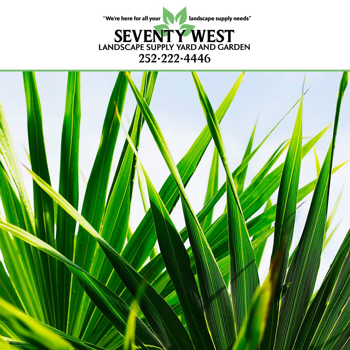 WestSeventy's tweet photo. We always have a beautiful range of #plants to suit every taste here at #SeventyWest #LandscapeSupply. We are conveniently located at 4540 Arendell Street, #MoreheadCity #NorthCarolina. Be sure to stop by and discover the beautiful plants on our lot. https://t.co/pesBfxL2wZ