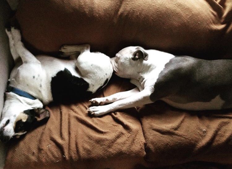 alexpearc's tweet photo. @SpackmanAlexis I’m just gonna leave this pic of my pit and my sisters dog here... https://t.co/c70h4Sbenp