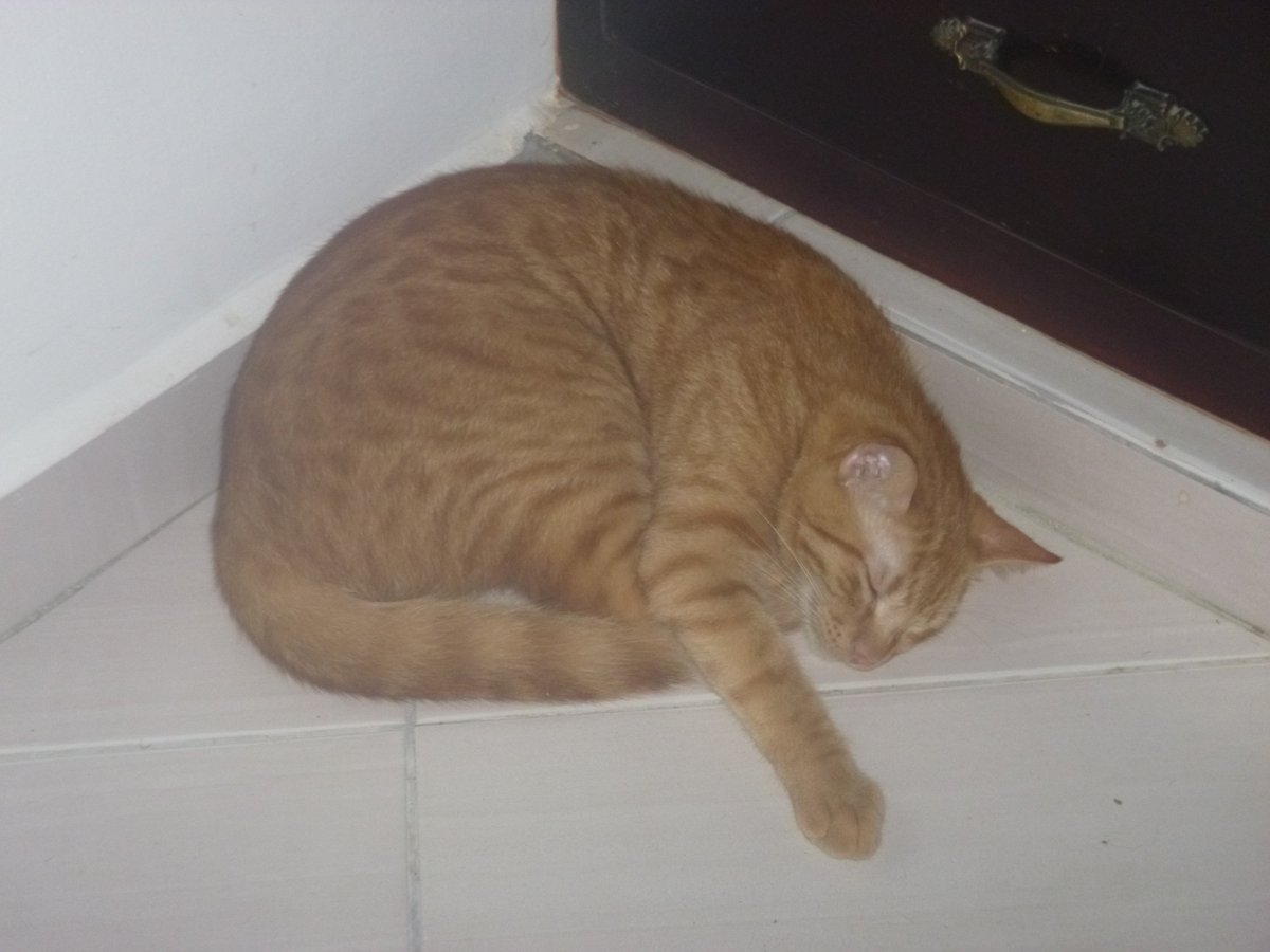 Feluchinski's tweet photo. Me, me, and the Dog! #OldPicsOfMe Ain't I #adorable ?  #AbortoLegalYa #BuenMartes #NationalSiblingsDay #LifeCouldBeEasierIf #TuesdayThoughts #myautobiographybegins #apras #TravelTuesday #LBF18 #CatsOfTwitter #Caturday #Cathy #Cat #friends #friendship #FriendsFest #oldphotos #lol https://t.co/LaP7votaHw