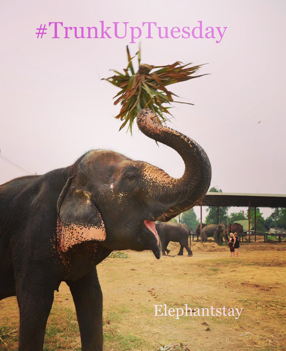 Elephantstay's tweet image. Happy #TrunkUpTuesday!

#Elephantstay #TrunkUp #TrunksUpTuesday #elephants #animals