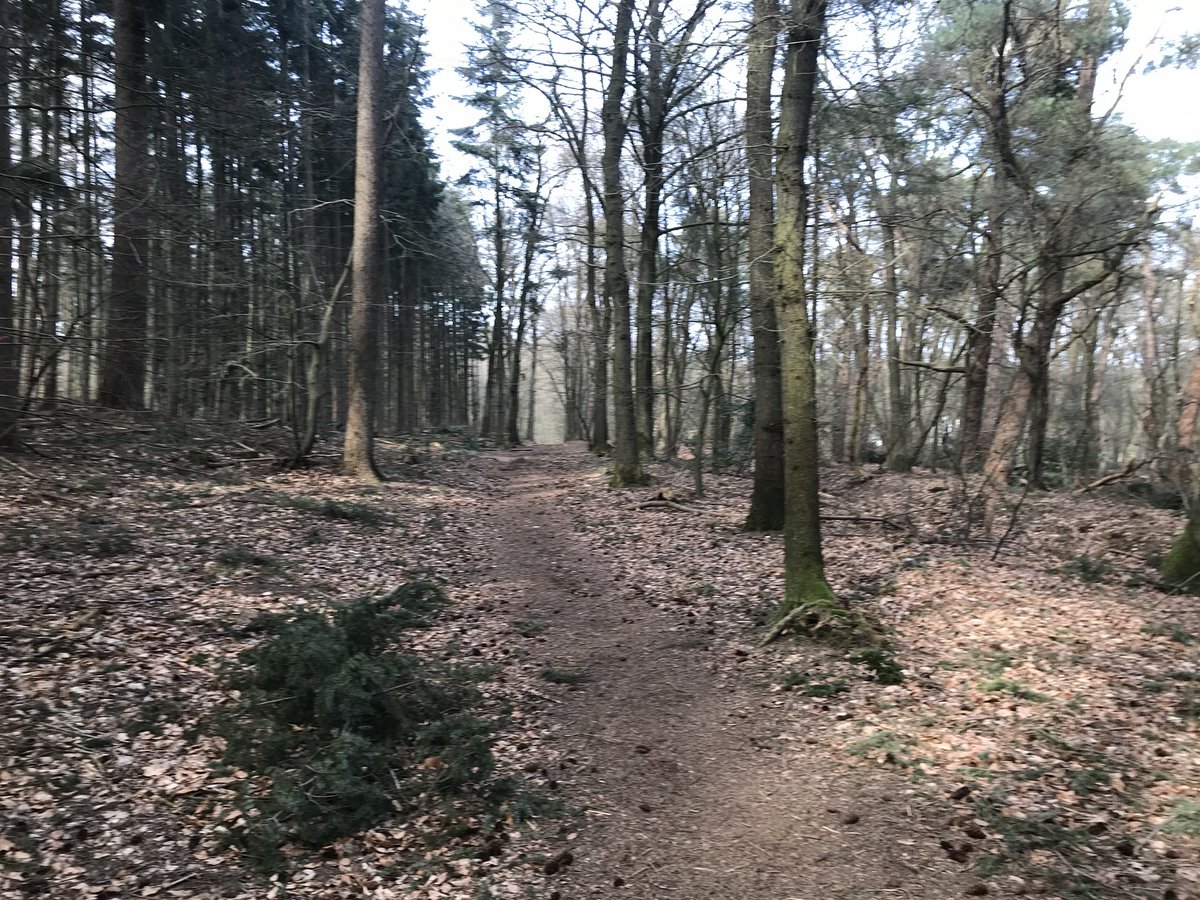 Runningsjaak's tweet photo. Snelweg en bossen. Het was één groot #hardloopfeest vandaag! #running #happyrunner #Justdoit https://t.co/cFegcXxWgn
