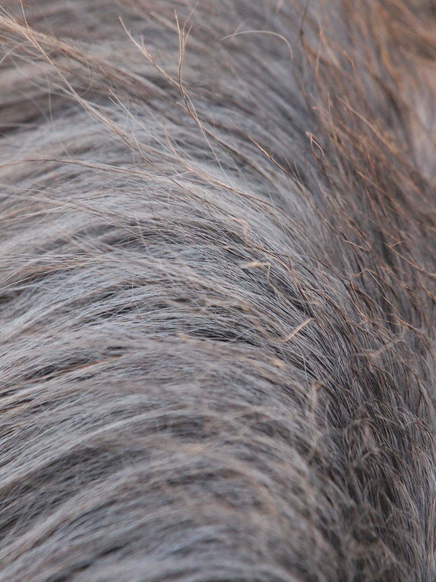 An important update on PSSM from the #newforest #pony breed society #animalhealth #RealNewForest newforestpony.com/documents/PSSM…