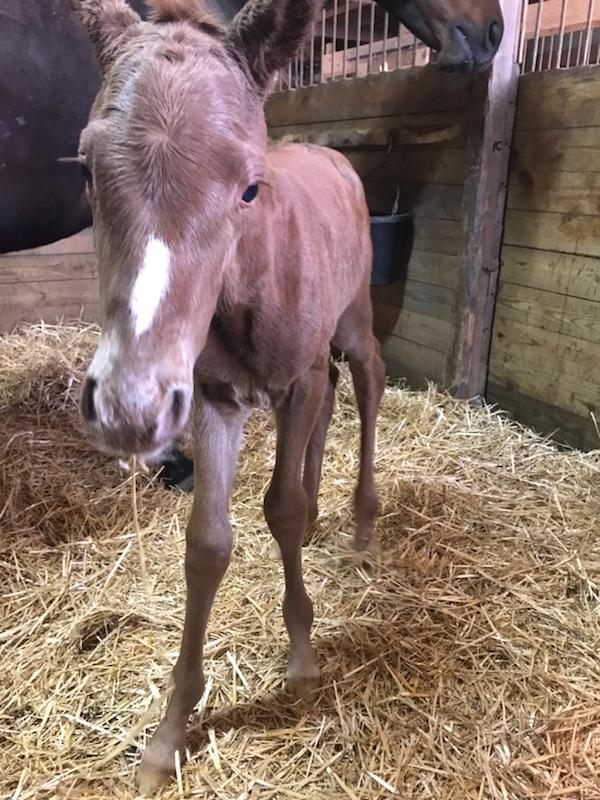 Katie The Lady had a beautiful Dominus filly early this morning! #thoroughbredfoals