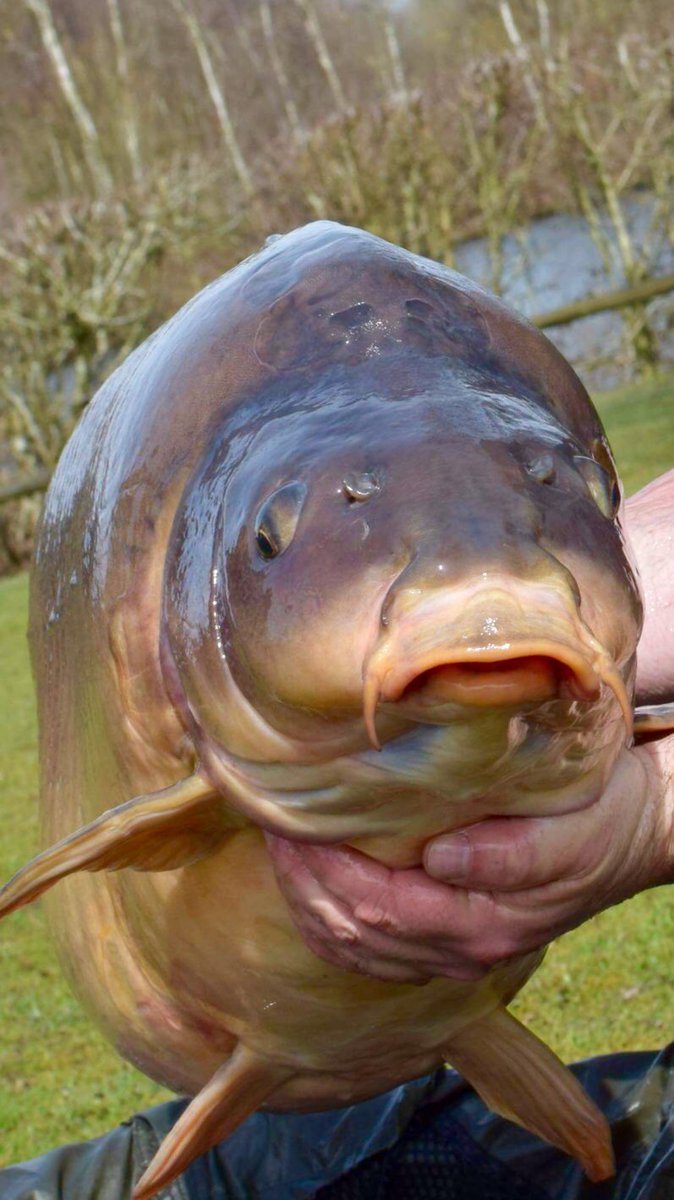 ClintBullo's tweet photo. Last fridays fish ! #Closeup #b5muncher https://t.co/G1KtzEiCyX