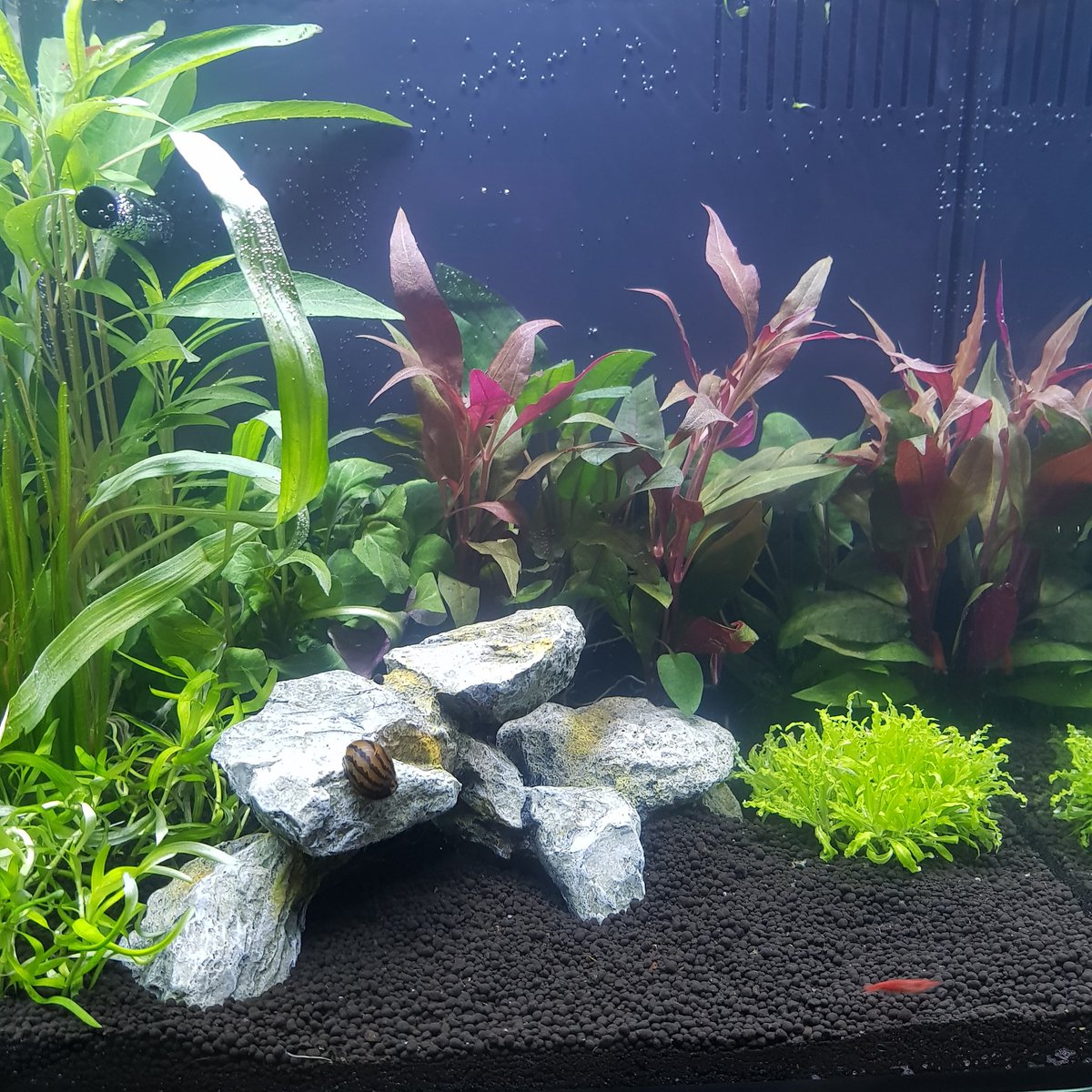 SelStudentNurse's tweet photo. Fish tank set up for my betta #betta #fightingfish #plantedaquarium https://t.co/6lLwehTNNH